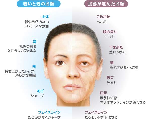 骨格の加齢変化に伴うお顔の変化