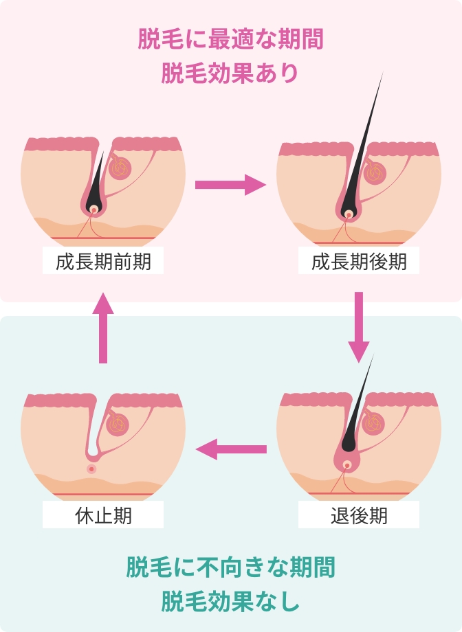 脱毛に最適な期間 脱毛効果あり 脱毛に不向きな期間 脱毛効果なし