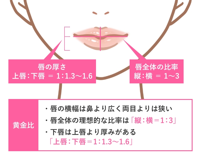 唇の黄金比のイメージ