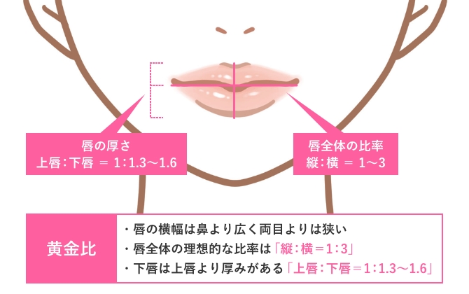 唇の黄金比のイメージ