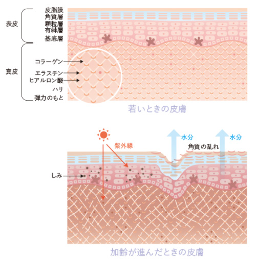 加齢による皮膚の変化のイメージ画像