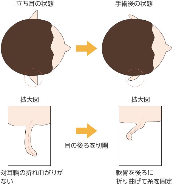 立ち耳イメージ