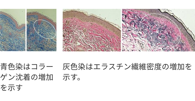 青色染と灰色染イメージ