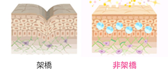 「非架橋製剤」の特性