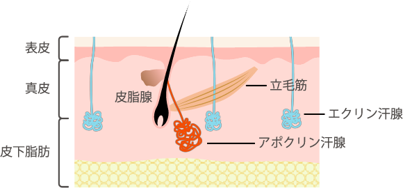 わきがの原因