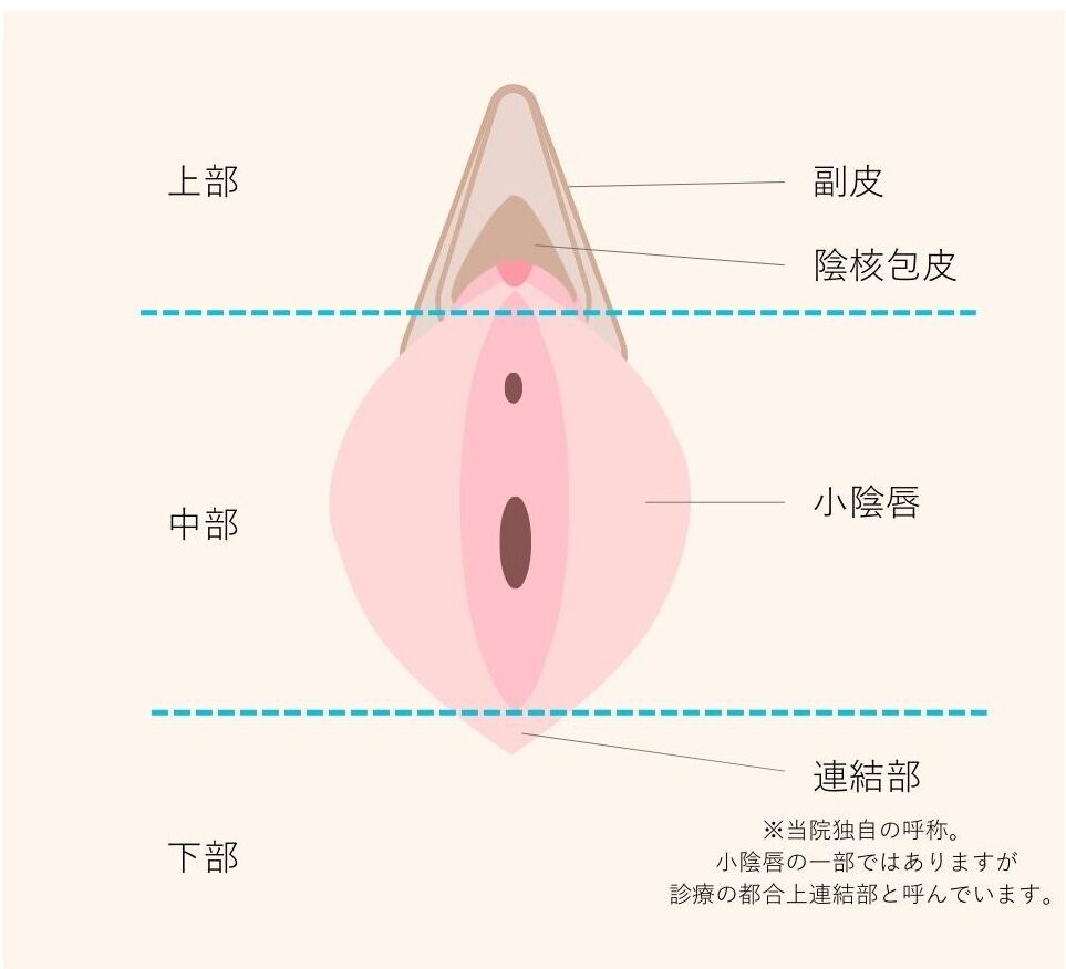 小陰唇　部位　説明画像