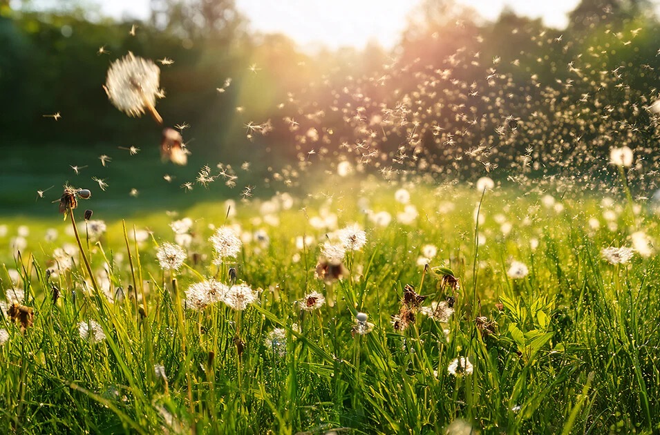 花粉症ボトックス