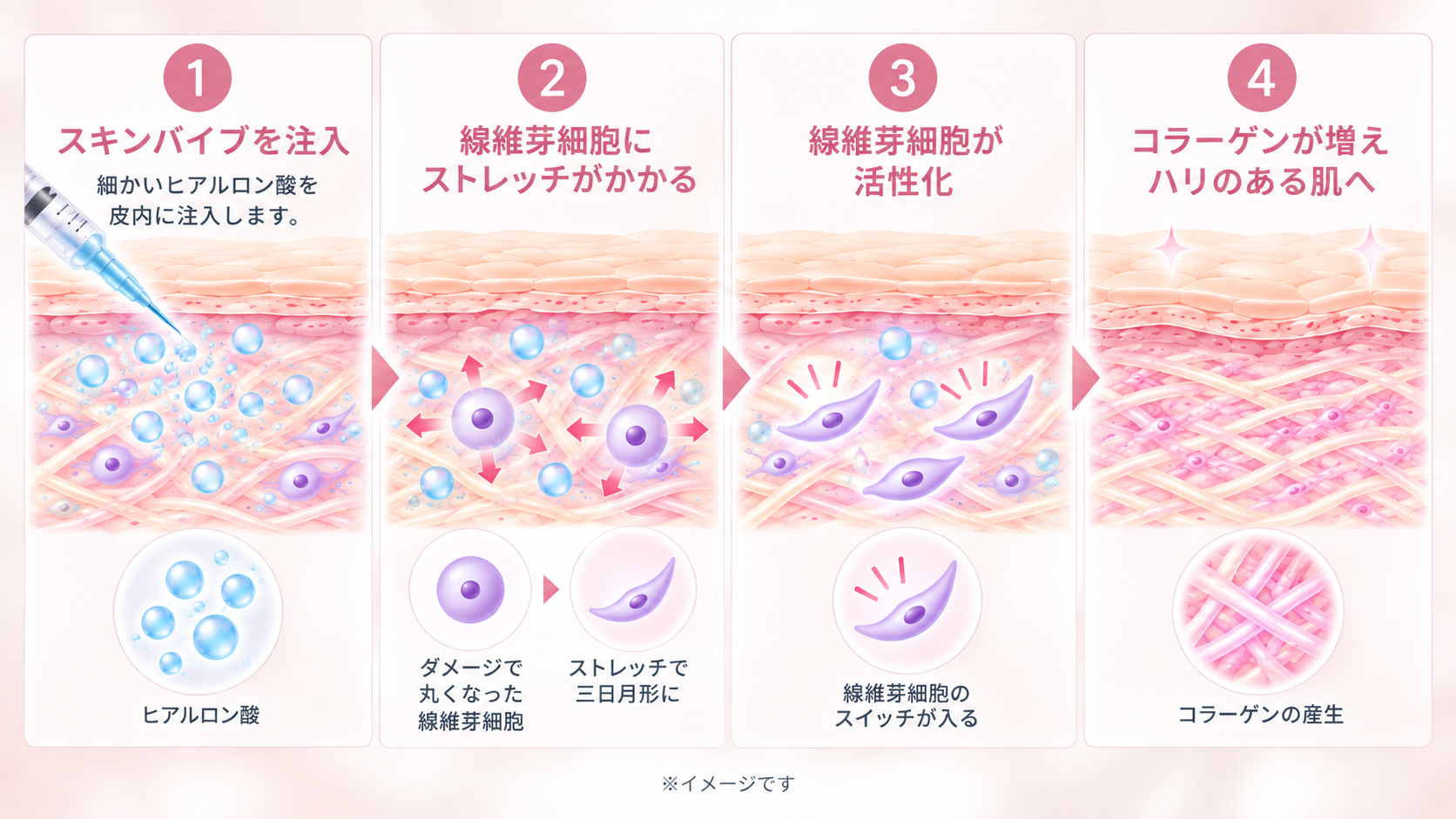 スキンバイブを注入することで線維芽細胞の働きのイメージ画像