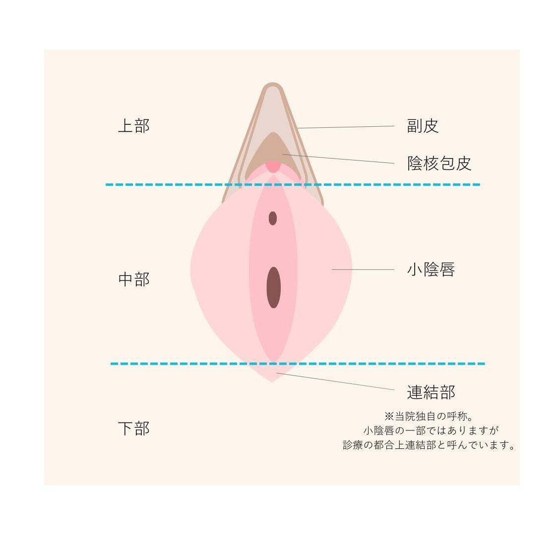 小陰唇 部位 説明画像